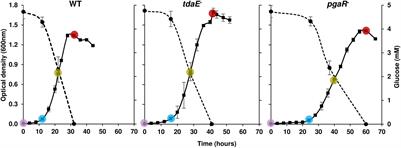 Impact of Quorum Sensing and Tropodithietic Acid Production on the Exometabolome of Phaeobacter inhibens